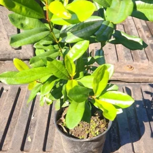 West Indian Bay Tree Live Plant 2-3ft - Tropical Malagueta Herb - Image 5