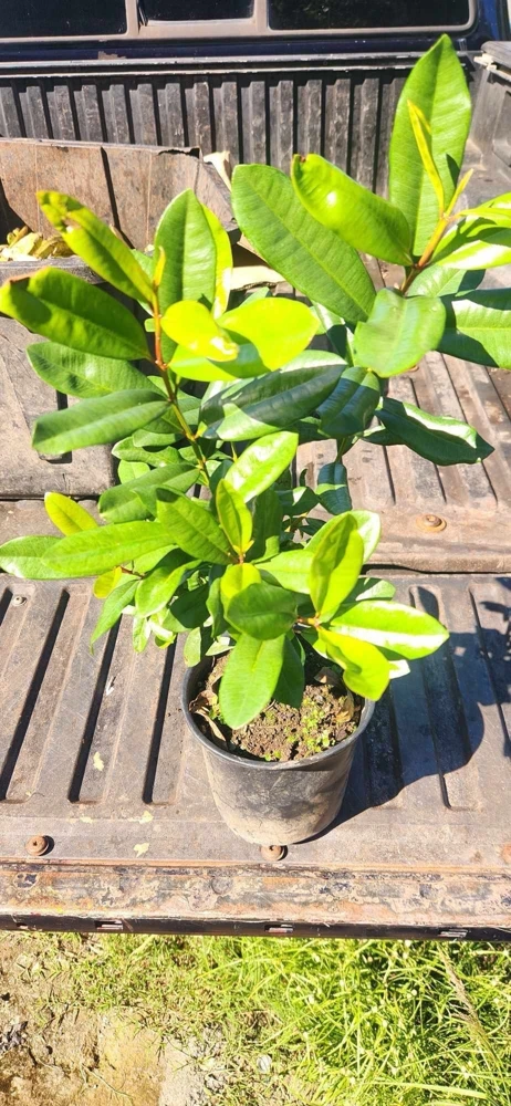 West Indian Bay Tree Live Plant 2-3ft - Tropical Malagueta Herb - Image 5