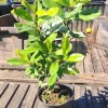 West Indian Bay Tree Live Plant 2-3ft - Tropical Malagueta Herb - Image 1