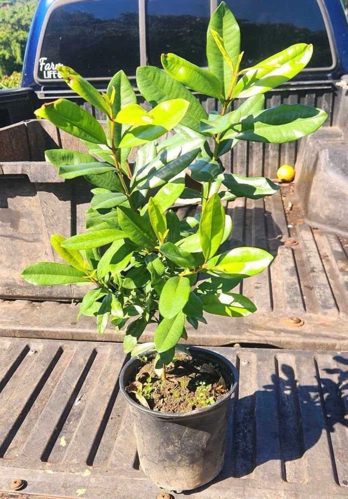West Indian Bay Tree Live Plant 2-3ft - Tropical Malagueta Herb - Image 1