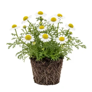 White Chamomile Live Plant Plug - Fragrant Herb Garden Plant, Beginner Friendly - Image 1