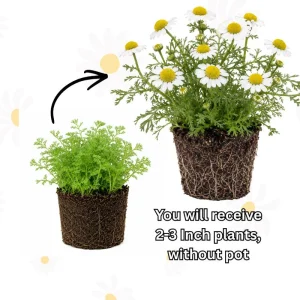 White Chamomile Live Plant Plug - Fragrant Herb Garden Plant, Beginner Friendly - Image 3