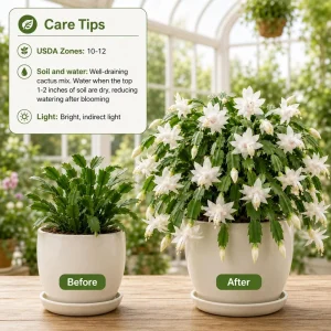 White Christmas Cactus Live Plant – Set of 2, 4-8 Inch Tall, No Pot - Image 3