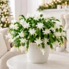 White Christmas Cactus Live Plant – Set of 2, 4-8 Inch Tall, No Pot - Image 1