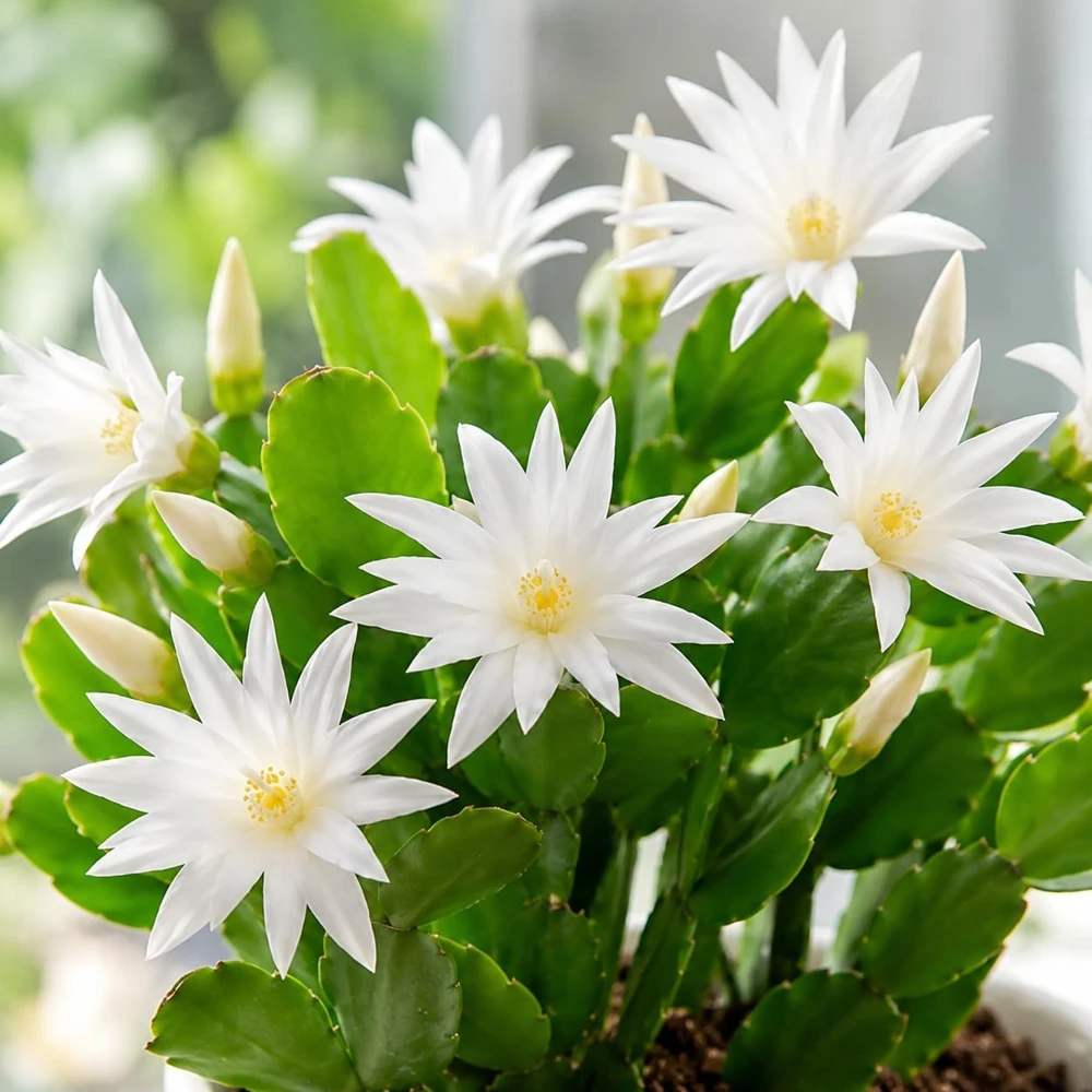White Easter Cactus Live Plant – Spring Houseplant – 4-8 Inch Tall - Image 3