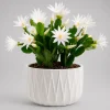 White Easter Cactus Live Plant – Spring Houseplant – 4-8 Inch Tall - Image 1