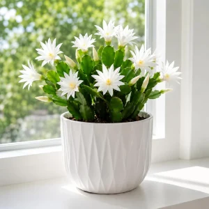 White Easter Cactus Live Plant – Spring Houseplant – 4-8 Inch Tall - Image 6