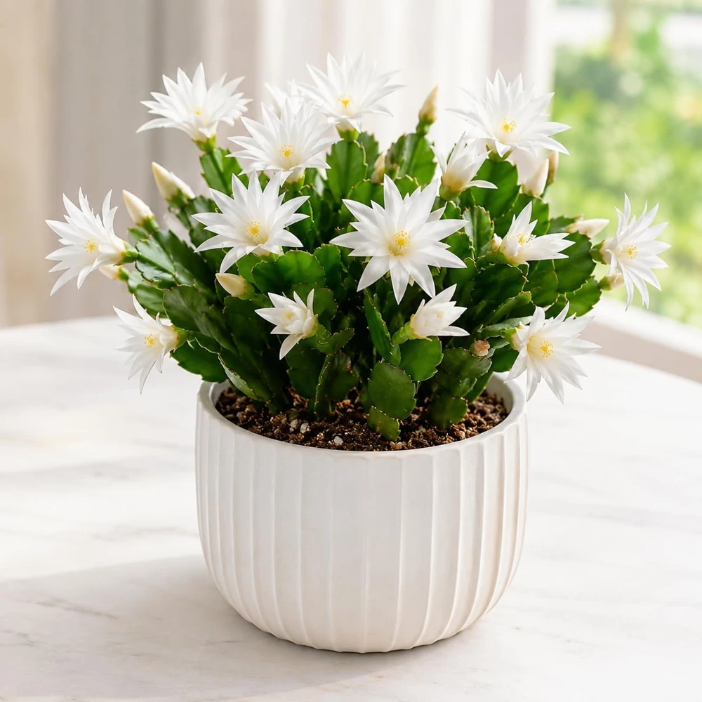 White Easter Cactus Live Plant – Spring Houseplant – 4-8 Inch Tall - Image 7