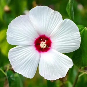 White Hardy Hibiscus Live Plant - Tropical Shrub 4-8 Inch Tall - Image 3