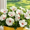 White Hardy Hibiscus Live Plant - Tropical Shrub 4-8 Inch Tall - Image 1