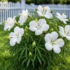 White Hibiscus Live Plant – Set of 2 – 4-8 Inch Tall Tropical Shrub - Image 1