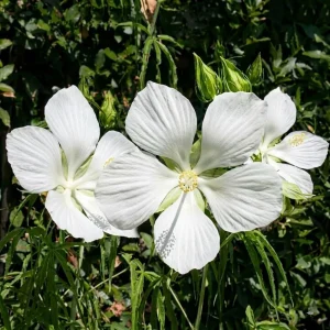 White Hibiscus Live Plant – Set of 2 – 4-8 Inch Tall Tropical Shrub - Image 3