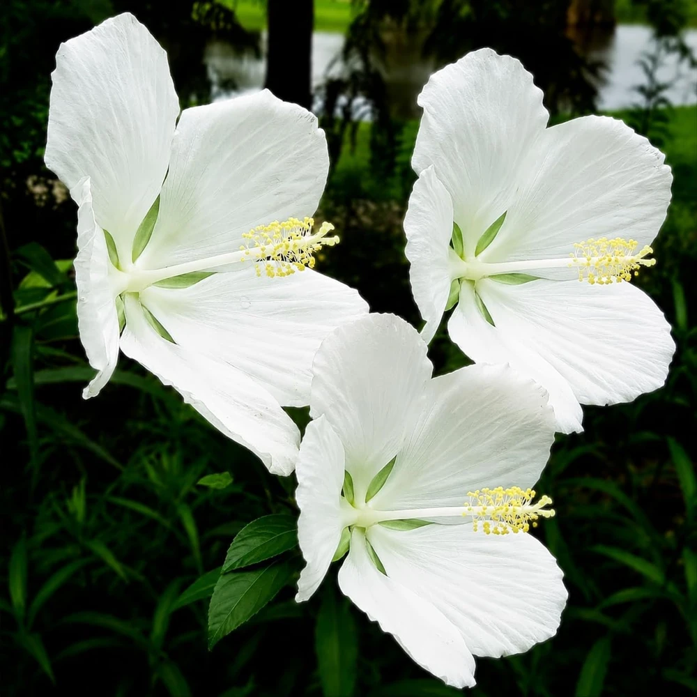 White Hibiscus Live Plant – Set of 2 – 4-8 Inch Tall Tropical Shrub - Image 6