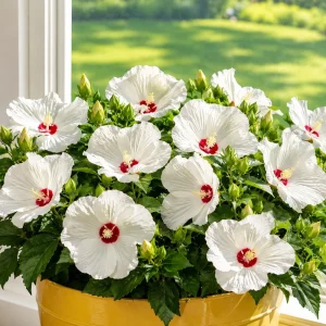 White Hibiscus Live Plant Set of 2, Hardy Tropical Shrub, 4-8 Inch Tall - Image 3