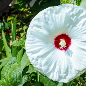 White Hibiscus Live Plant Set of 2, Hardy Tropical Shrub, 4-8 Inch Tall - Image 4