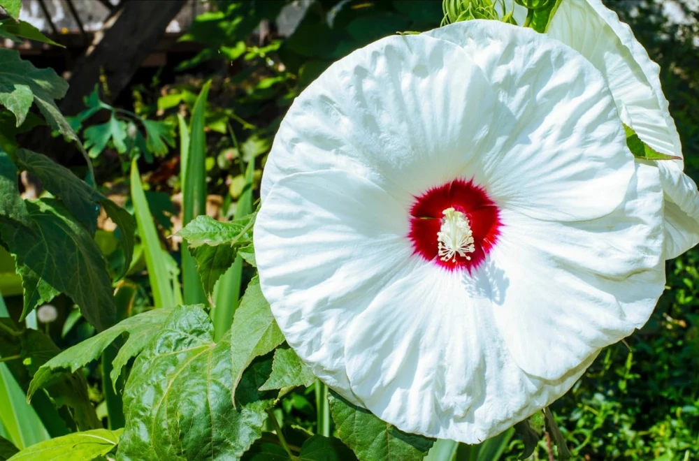 White Hibiscus Live Plant Set of 2, Hardy Tropical Shrub, 4-8 Inch Tall - Image 4