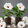 White Hibiscus Live Plant Set of 2, Hardy Tropical Shrub, 4-8 Inch Tall - Image 1