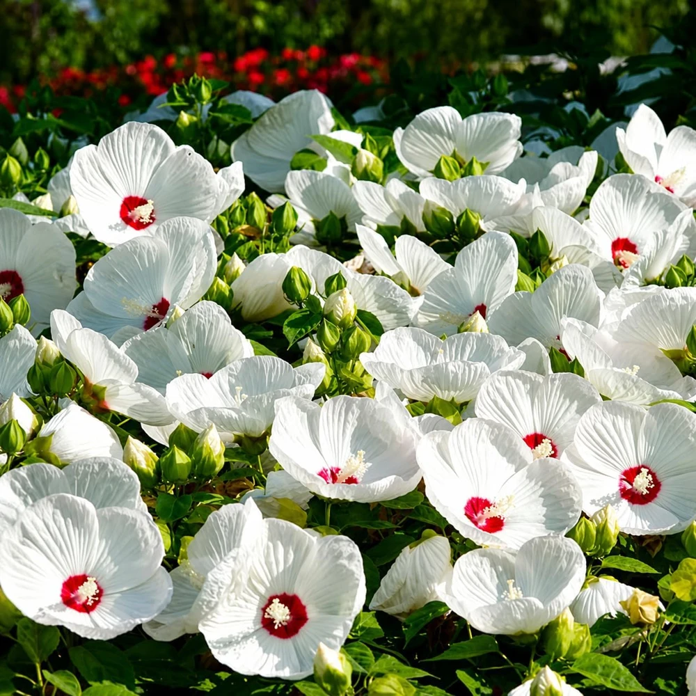 White Hibiscus Live Plant Set of 2, Hardy Tropical Shrub, 4-8 Inch Tall - Image 5