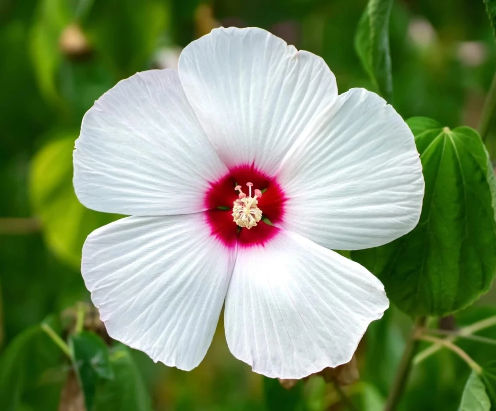 White Hibiscus Live Plant Set of 2, Hardy Tropical Shrub, 4-8 Inch Tall - Image 6