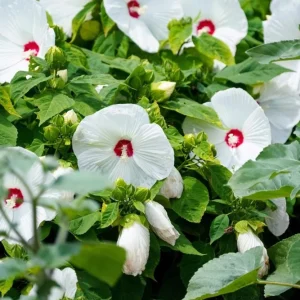 White Hibiscus Live Plant Set of 2, Hardy Tropical Shrub, 4-8 Inch Tall - Image 7