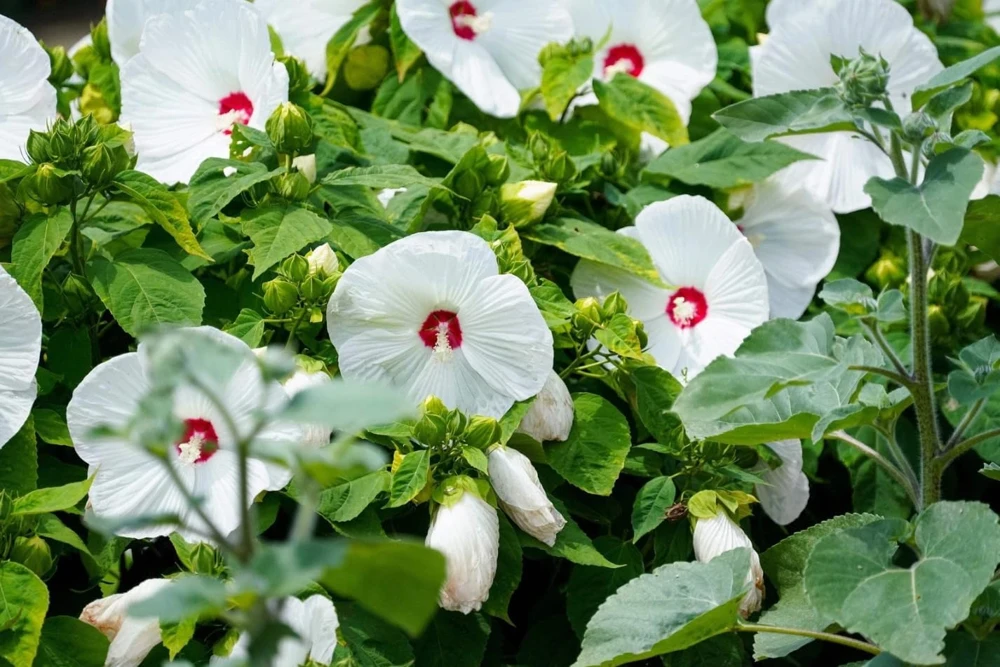 White Hibiscus Live Plant Set of 2, Hardy Tropical Shrub, 4-8 Inch Tall - Image 7