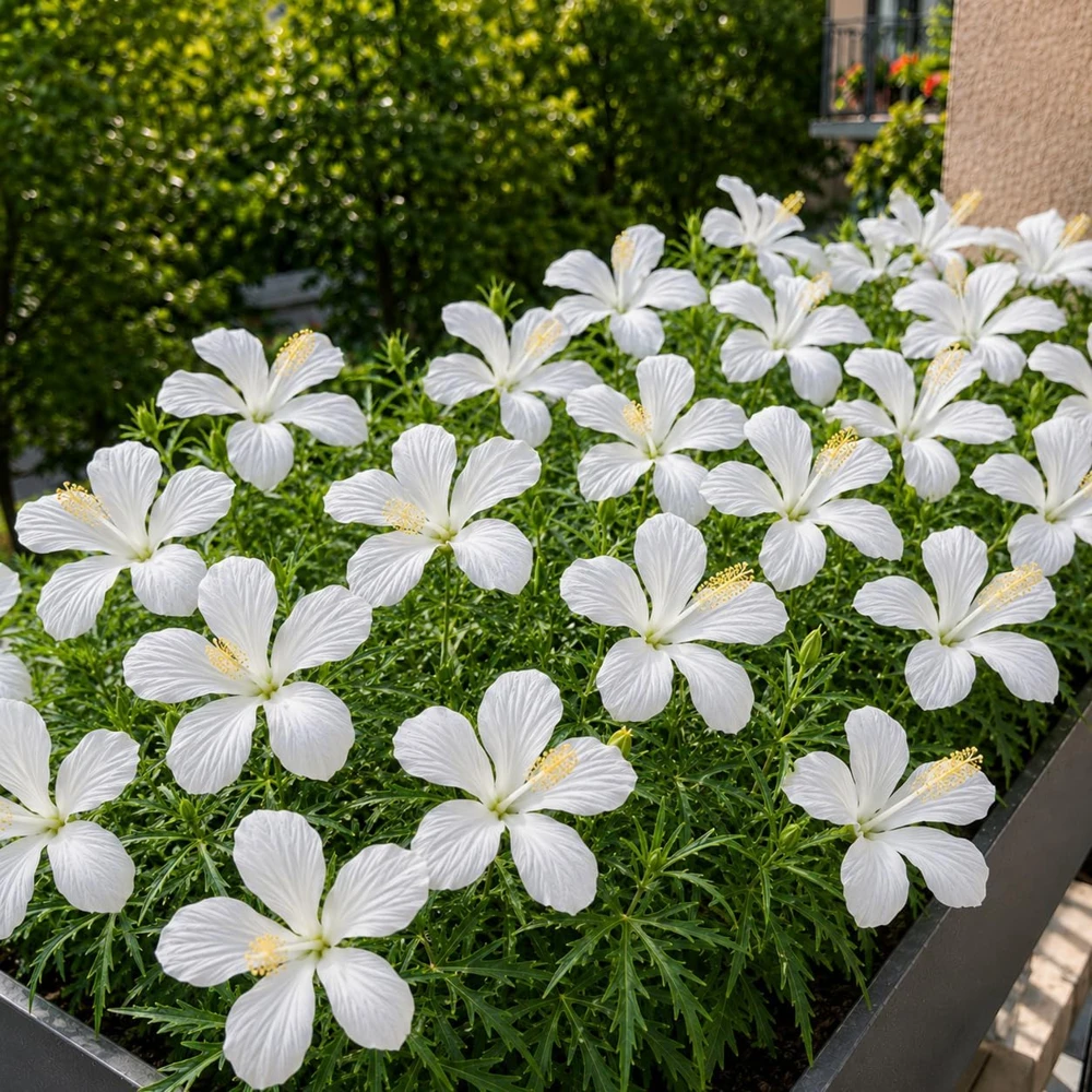 White Hibiscus Live Plant – Tropical Shrub – 4-8 Inch Tall – Outdoor - Image 3