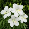 White Hibiscus Live Plant – Tropical Shrub – 4-8 Inch Tall – Outdoor - Image 1