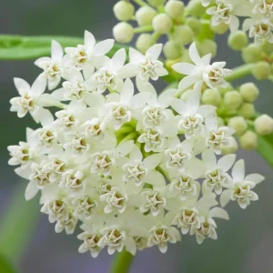 White Milkweed Live Plants Set of 2, 4-8 Inch Tall, Perennial for Garden - Image 3
