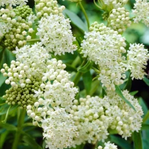 White Milkweed Live Plants Set of 2, 4-8 Inch Tall, Perennial for Garden - Image 4