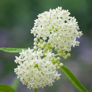White Milkweed Live Plants Set of 2, 4-8 Inch Tall, Perennial for Garden - Image 6