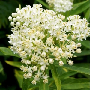 White Milkweed Live Plants Set of 2, 4-8 Inch Tall, Perennial for Garden - Image 7