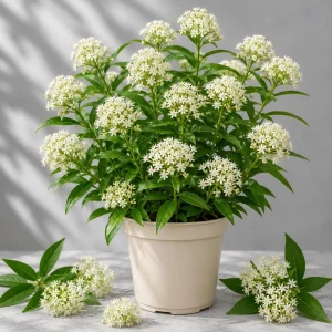 White Milkweed Live Plants Set of 2, 4-8 Inch Tall, Perennial for Garden - Image 1