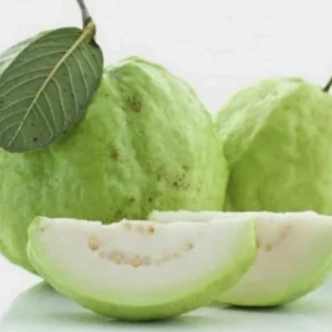 White Pear Guava Live Fruit Tree (Psidium guajava) 10-24in Tall - Image 2