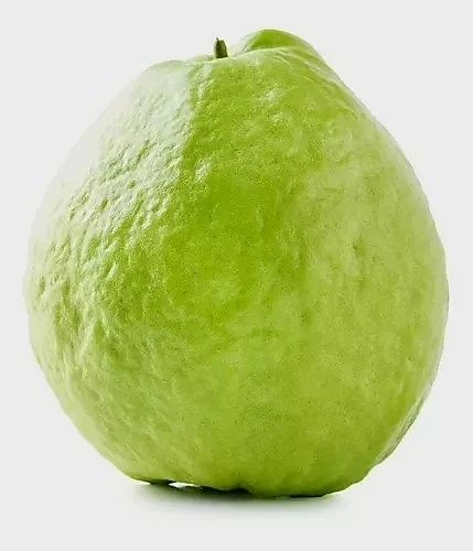 White Pear Guava Live Fruit Tree (Psidium guajava) 10-24in Tall - Image 4