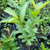 White Pear Guava Live Fruit Tree (Psidium guajava) 10-24in Tall - Image 1