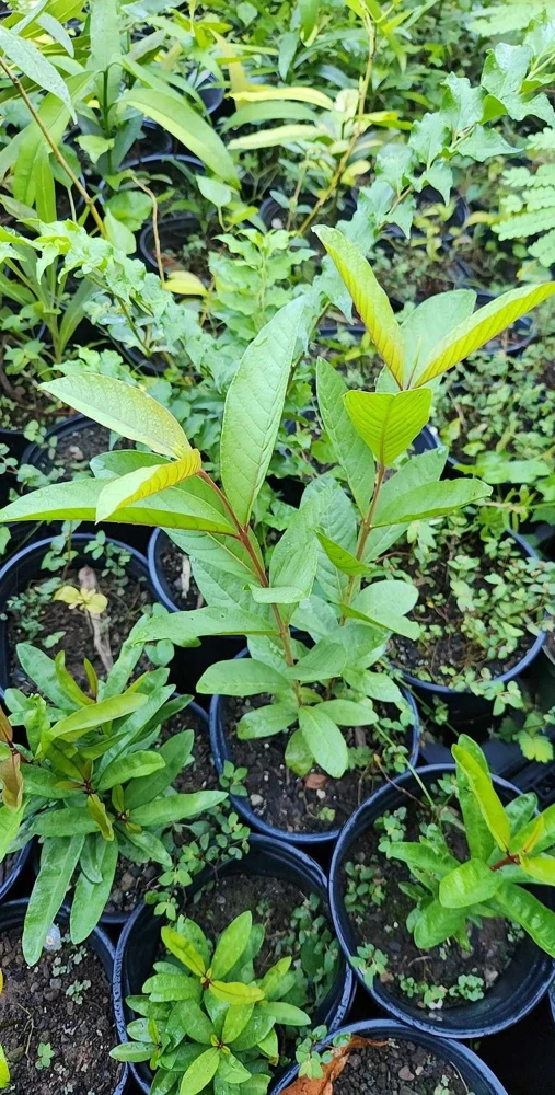 White Pear Guava Live Tree - Psidium Guajava Tropical Fruit Plant, 24-32 inches Tall - Image 4