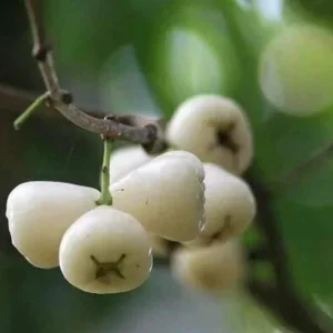 White Pumarose Jambu Tree Live Plant – Rare Tropical Fruit Tree – 10-18 inch - Image 2