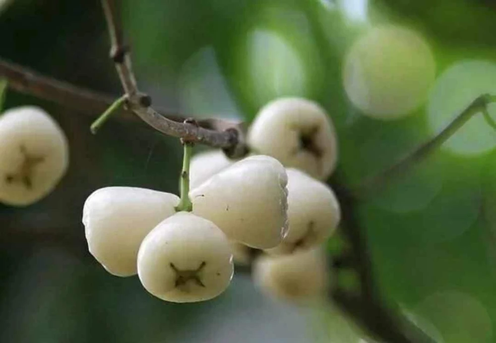 White Pumarose Jambu Tree Live Plant – Rare Tropical Fruit Tree – 10-18 inch - Image 2
