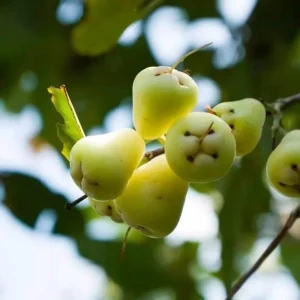White Pumarose Jambu Tree Live Plant – Rare Tropical Fruit Tree – 10-18 inch - Image 3