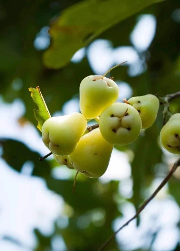 White Pumarose Jambu Tree Live Plant – Rare Tropical Fruit Tree – 10-18 inch - Image 3