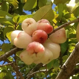 White Pumarose Jambu Tree Live Plant – Rare Tropical Fruit Tree – 10-18 inch - Image 4