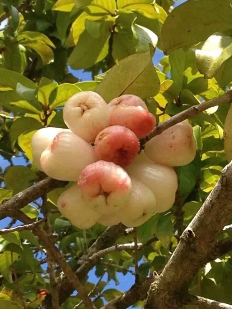 White Pumarose Jambu Tree Live Plant – Rare Tropical Fruit Tree – 10-18 inch - Image 4