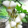 White Pumarose Jambu Tree Live Plant – Rare Tropical Fruit Tree – 10-18 inch - Image 1