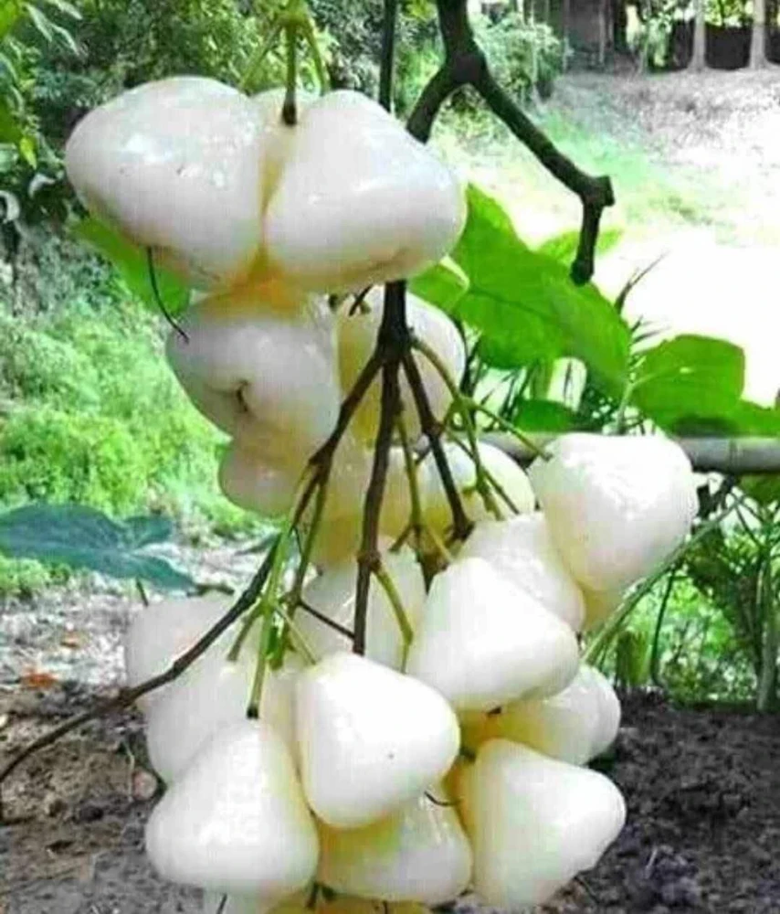 White Pumarose Jambu Tree Live Plant – Rare Tropical Fruit Tree – 10-18 inch - Image 1