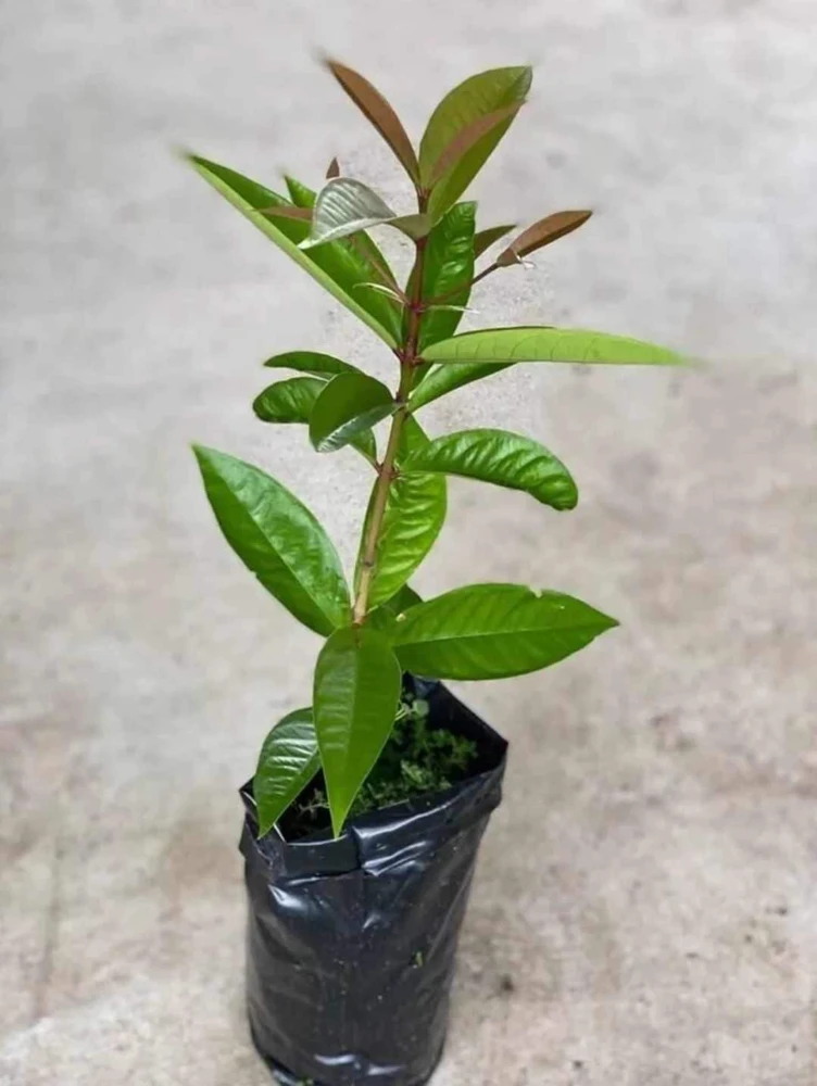 White Pumarose Jambu Tree Live Plant – Rare Tropical Fruit Tree – 10-18 inch - Image 5