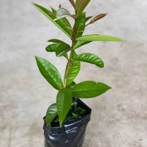 White Pumarose Jambu Tree - Live Tropical Fruit Plant - 2-3ft Tall - Image 5