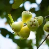 White Pumarose Jambu Tree - Live Tropical Fruit Plant - 2-3ft Tall - Image 1