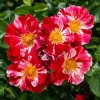 White Red Rose Plant Live for Planting, Fragrant Climbing Vine, 4-6 Inch Tall, Outdoor Garden - Image 1