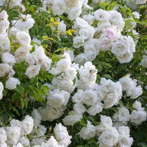 White Rose Live Plant – Floribunda, Fragrant, Repeat Blooming, 4-6 Inch Tall - Image 3