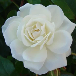 White Rose Live Plant – Floribunda, Fragrant, Repeat Blooming, 4-6 Inch Tall - Image 4